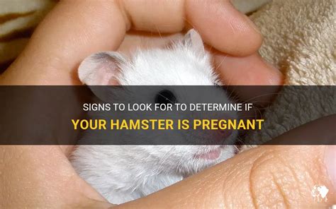 How To Tell if a Hamster Is Pregnant [8 Signs]